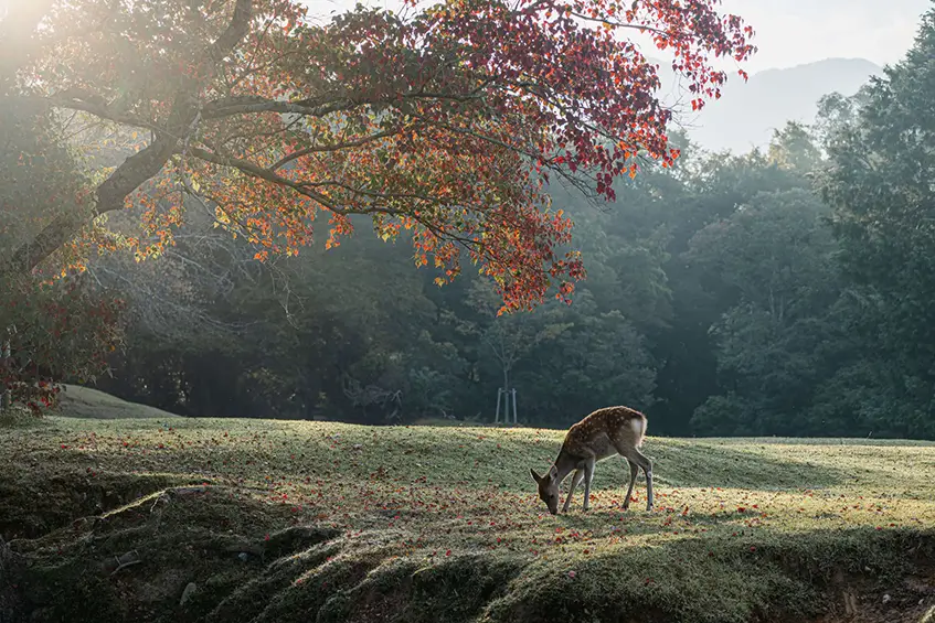 奈良公園